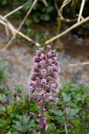 Attēlu rezultāti vaicājumam “Petasites hybridus flower”