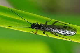 Attēlu rezultāti vaicājumam “Plecoptera”