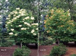 Attēlu rezultāti vaicājumam “Syringa reticulata subsp. amurensis flower”