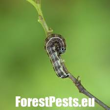 Attēlu rezultāti vaicājumam “Orthosia sp. larva”