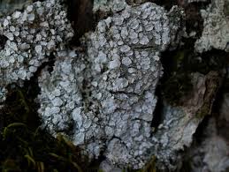 Attēlu rezultāti vaicājumam “Pertusaria albescens”