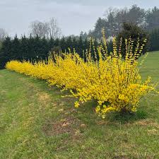 Attēlu rezultāti vaicājumam “Forsythia”