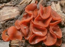 Attēlu rezultāti vaicājumam “Melastiza chateri”