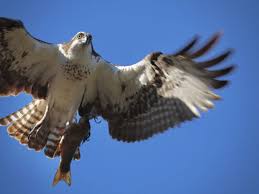 Image result for Pandion haliaetus