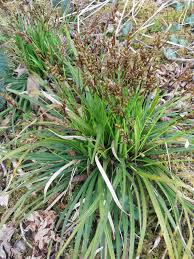 Attēlu rezultāti vaicājumam “Carex digitata fruit”