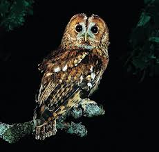 Attēlu rezultāti vaicājumam “Strix aluco female”