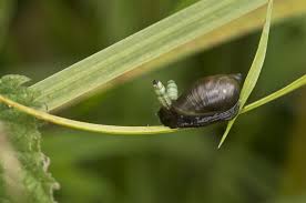 Attēlu rezultāti vaicājumam “Leucochloridium paradoxum”