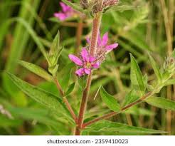 Attēlu rezultāti vaicājumam “Lythrum salicaria leaf”