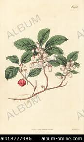 Attēlu rezultāti vaicājumam “Gaultheria cuneata”