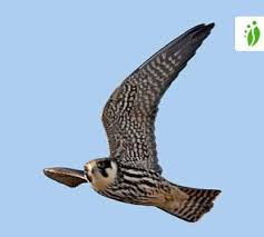 Attēlu rezultāti vaicājumam “Falco subbuteo”