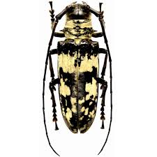 Attēlu rezultāti vaicājumam “Cerambycidae”