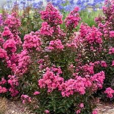 Image result for Lagerstroemia