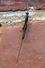 Attēlu rezultāti vaicājumam “Gasteruption jaculator”