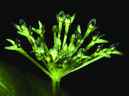 Attēlu rezultāti vaicājumam “Malaxis monophyllos leaf”