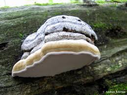 Attēlu rezultāti vaicājumam “Fomes fomentarius”