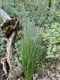 Attēlu rezultāti vaicājumam “Juncus effusus”