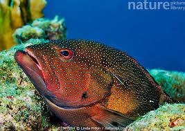 Image result for Cephalopholis fulva