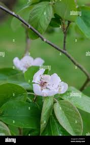 Attēlu rezultāti vaicājumam “Cydonia oblonga flower”