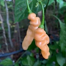 Afbeeldingsresultaat voor peach habanero hot pepper