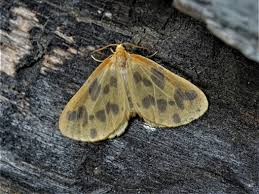 Attēlu rezultāti vaicājumam “Badhamia bethelii stalked”