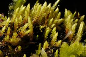 Attēlu rezultāti vaicājumam “Philonotis marchica macro”