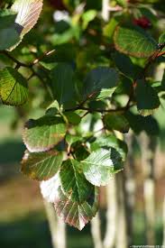 Attēlu rezultāti vaicājumam “Crataegus persimilis leaf”