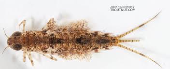 Attēlu rezultāti vaicājumam “Siphlonurus”