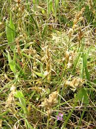 Attēlu rezultāti vaicājumam “Carex arenaria  fruit”