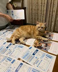 猫次郎o에 대한 이미지 검색결과