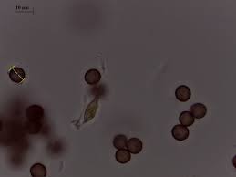 Attēlu rezultāti vaicājumam “Physarum viride var. aurantium”