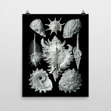 Image result for ernst haeckel