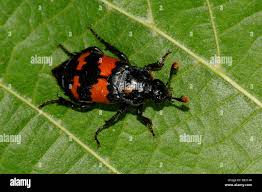 Attēlu rezultāti vaicājumam “Nicrophorus investigator”