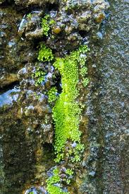 Attēlu rezultāti vaicājumam “Pohlia”