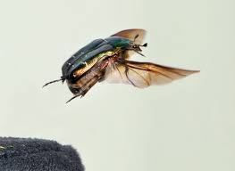 Attēlu rezultāti vaicājumam “Cetonia aurata”