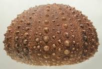 Image result for Mesocentrotus franciscanus