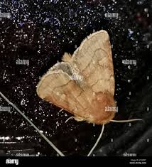 Attēlu rezultāti vaicājumam “Eriopygodes imbecilla”