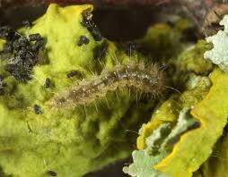 Attēlu rezultāti vaicājumam “Eilema sororcula”