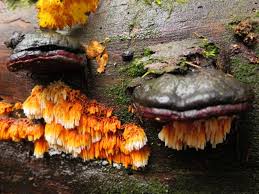 Attēlu rezultāti vaicājumam “Pycnoporellus alboluteus”