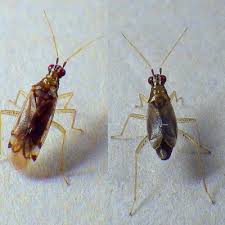 Attēlu rezultāti vaicājumam “Dicyphus sp.”