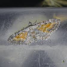 Attēlu rezultāti vaicājumam “Eupithecia icterata female”