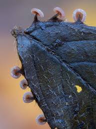 Attēlu rezultāti vaicājumam “Didymium proximum macro”