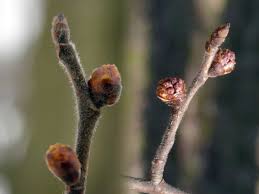 Attēlu rezultāti vaicājumam “Ulmus glabra flower”