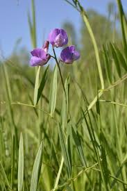 Attēlu rezultāti vaicājumam “Lathyrus palustris flower”