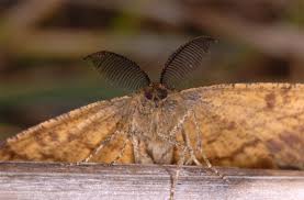 Attēlu rezultāti vaicājumam “Ematurga atomaria”