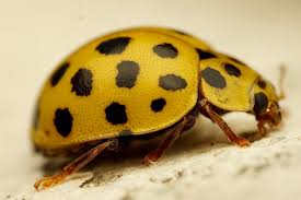 Attēlu rezultāti vaicājumam “Psyllobora vigintiduopunctata”