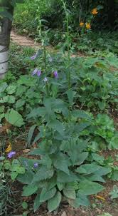 Image result for Campanula rapunculoides