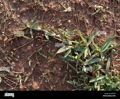 Attēlu rezultāti vaicājumam “Elytrigia repens”