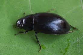 Attēlu rezultāti vaicājumam “Hydrochara caraboides”