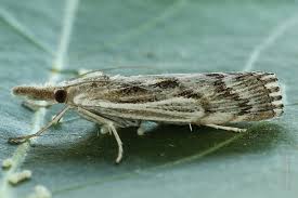 Attēlu rezultāti vaicājumam “Pediasia fascelinella”