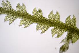 Attēlu rezultāti vaicājumam “Cephalozia catenulata”